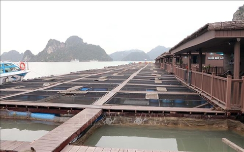 Hải Phòng thúc đẩy nuôi biển công nghiệp