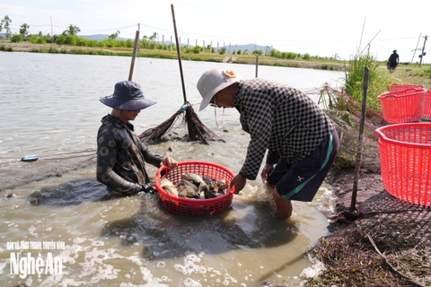 Từ trang trại bỏ hoang đến những ao cá bạc tỷ ở Minh Châu