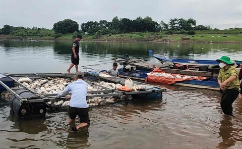 Hơn 100 tấn cá nuôi lồng bè trên hồ Trị An chết hàng loạt