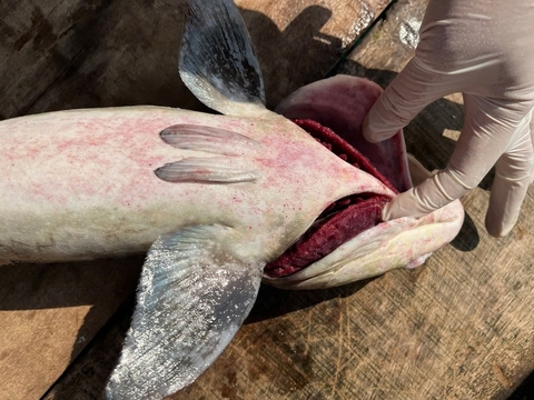 60 tấn cá bớp nuôi ở vùng biển Lý Sơn chết hàng loạt