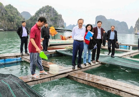 Cá nhụ, cá cam mở trục tăng trưởng mới cho nuôi biển?