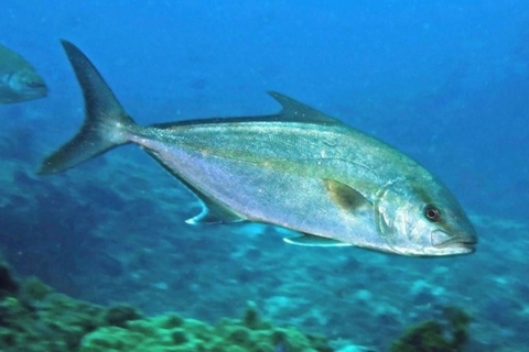 Trung Quốc, Nhật Bản còn đang nghiên cứu, Việt Nam sản xuất thành công loài cá quý, luyện cho ăn thức ăn công nghiệp