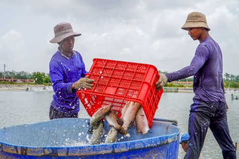 Hành trình 15 năm đưa cá chẽm Sóc Trăng ra thế giới