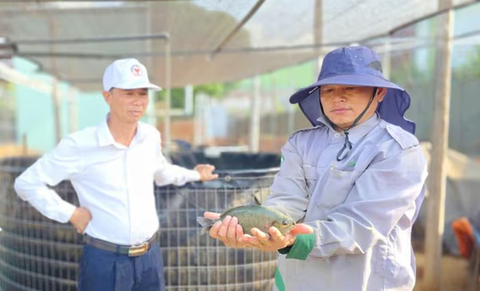 Độc đáo mô hình nuôi cá mú Úc giữa cao nguyên Gia Lai