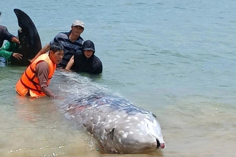 Xác cá 'khủng' nghi là cá voi mõm khoằm Cuvier dạt vào bờ biển Gia Lai