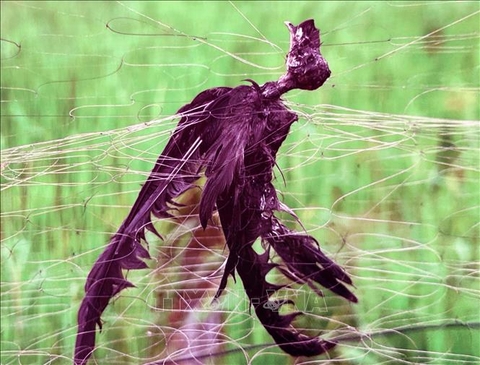 Bảo vệ quần thể chim yến trước tác động biến đổi khí hậu và nạn săn bắt