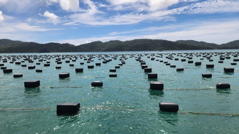 Chuỗi giá trị rong sụn: Nền tảng cho xuất khẩu bền vững