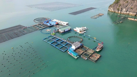 Quảng Ninh hiện thực hóa khát vọng trở thành trung tâm kinh tế biển hiện đại