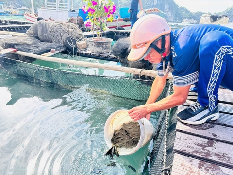 Chuyển mình trong nuôi cá song lồng bè nhờ 'xóa nghèo' thông tin và công nghệ