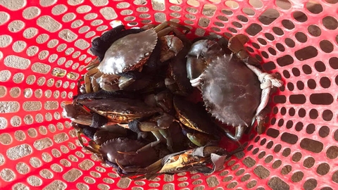 Cua biển Trà Vinh tăng giá, thương lái săn hàng tận ao