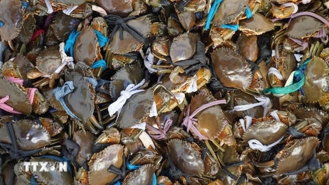 Trà Vinh: Giá tăng cao, nông dân nuôi cua biển lãi đến 180 triệu đồng mỗi ha