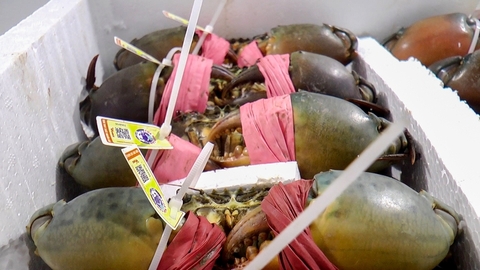 Cà Mau lên kế hoạch phát triển 50.000ha nuôi cua phục vụ xuất khẩu sang Trung Quốc