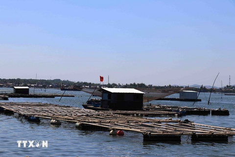 Quy hoạch đồng bộ giúp nghề nuôi thủy sản biển Đà Nẵng phát triển