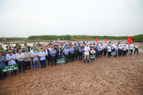 Trồng rừng ven biển: Doanh nghiệp đồng hành bảo vệ đa dạng sinh học