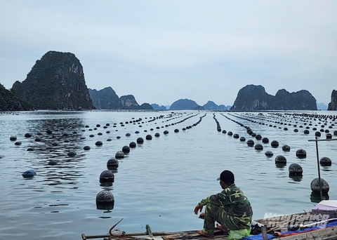 Đánh giá lại sức tải của biển: [Bài 3] Nỗi lo 'được mùa, mất giá'