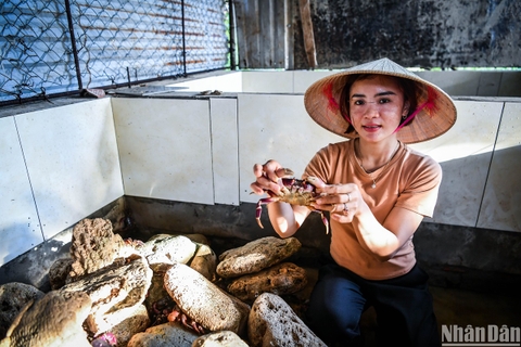 Hướng đi tiềm năng từ mô hình nuôi cua đá thương phẩm trên đảo Cồn Cỏ