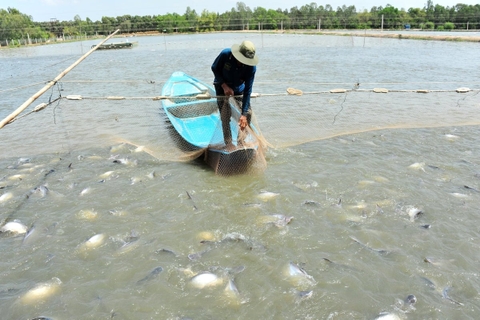 Hợp tác quốc tế tìm giải pháp giảm kháng sinh trong nuôi cá tra