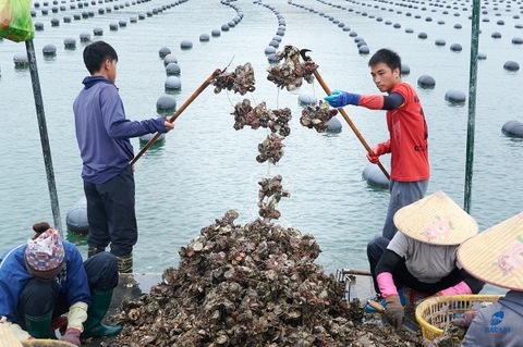 Ăn hàu tươi sống tại 107 Ngụy Như Kon Tum, Hà Nội.