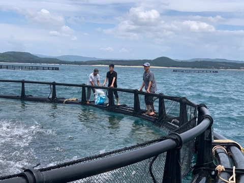 Làm chủ công nghệ nuôi cá chim vây vàng trên biển