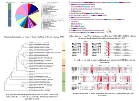 Nghiên cứu mới của Việt Nam: Hé lộ 'kho báu hiếm' dưới biển
