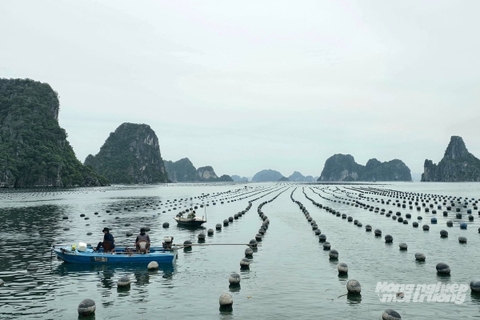 Gần 4.000 ha nuôi biển tại Quảng Ninh đã có chủ