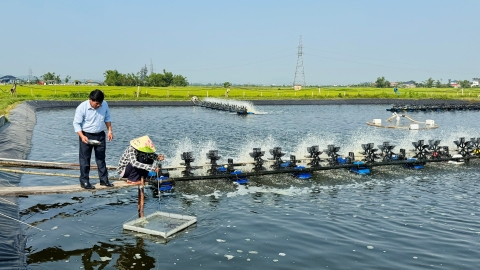 Thời tiết giao mùa thay đổi thất thường, người nuôi tôm không thể rời ao