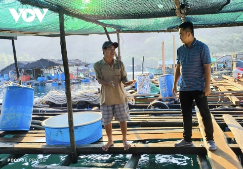 Nuôi cá lồng bè ở các đảo Tây Nam: Hướng phát triển kinh tế hiệu quả