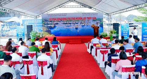 Thả hơn 1,3 triệu con giống thủy sản tại vùng biển Cát Bà