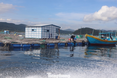 Lồng bè ken đặc ở ‘thủ phủ’ tôm hùm