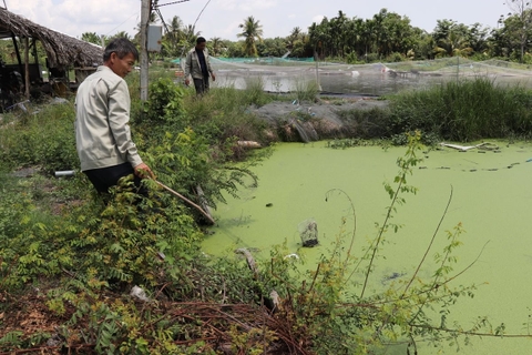 Ô nhiễm 'bóp nghẹt' kênh thủy lợi: Chuyển đổi sang nuôi thủy sản 'xanh'