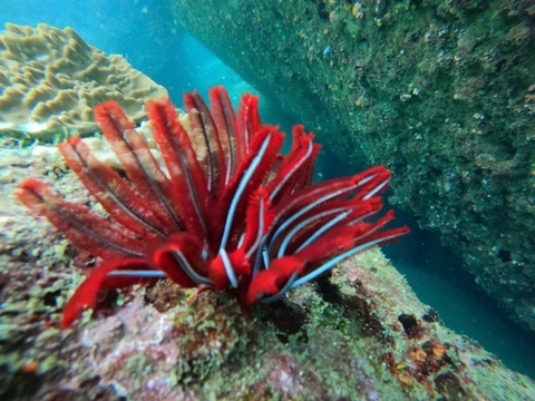 Tái tạo ngôi nhà của biển