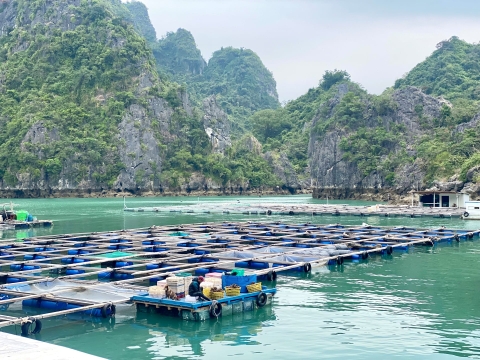 Làng chài nuôi biển ở đặc khu Vân Đồn “bắt nhịp” du lịch sinh thái