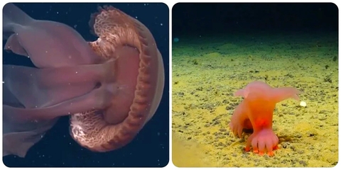 Những sinh vật bí ẩn dưới đáy đại dương