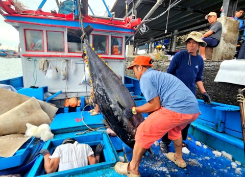 Khánh Hòa cấp bách gỡ ‘thẻ vàng’ IUU