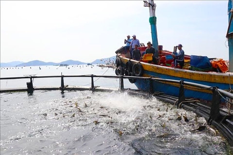 Vị thế trung tâm nuôi biển - Bài 1: Kỳ vọng ngành hàng giá trị tỷ USD