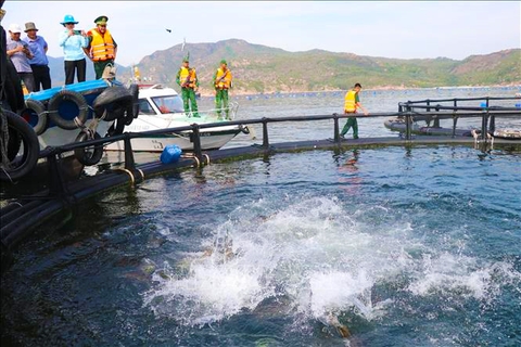 Vị thế trung tâm nuôi biển - Bài cuối: Quản lý tốt quy hoạch nuôi trồng