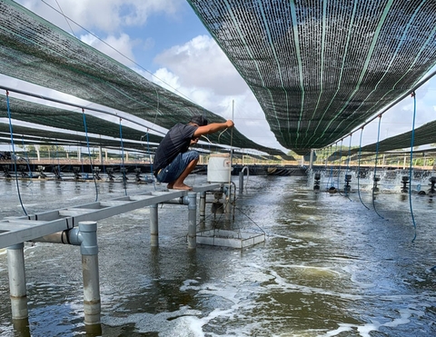 Nuôi trồng thủy sản an toàn trong mùa mưa bão