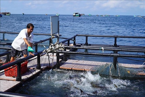 Liên kết phát triển bền vững nghề nuôi biển