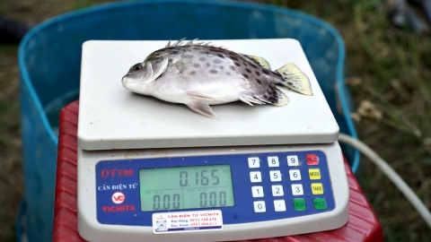 Cá nâu, đối tượng nuôi triển vọng