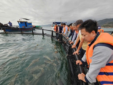 Công nghệ lồng HDPE thúc đẩy nuôi biển bền vững tại Khánh Hòa