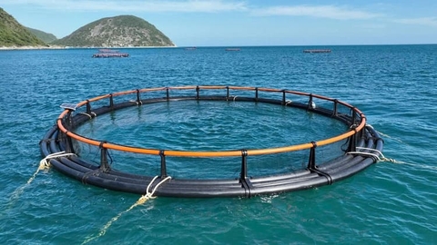 Khánh Hòa mở rộng mô hình nuôi biển bằng lồng HDPE