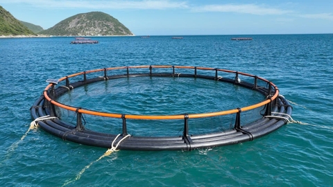 Dùng chiếc lồng kỳ diệu, ngư dân nuôi cá mú lãi gấp 3 lần, hàng trăm triệu đổ về túi