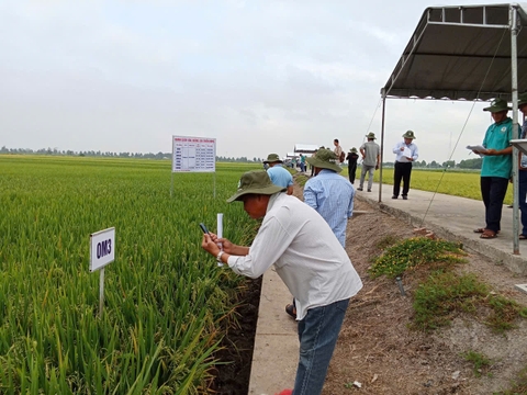 Các nhà khoa học châu Á hướng về nông nghiệp xanh, số hóa ở ĐBSCL