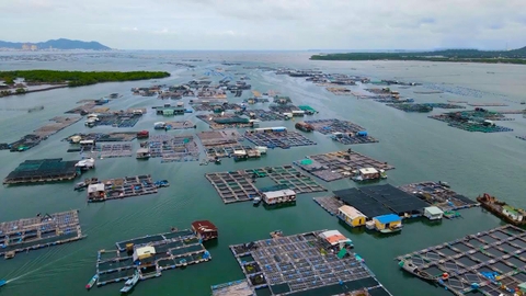 Phát triển mô hình nuôi thủy sản gần bờ ở Long Sơn