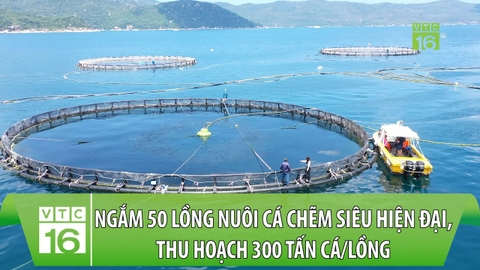 Ngắm 50 lồng nuôi cá chẽm siêu hiện đại, thu hoạch 300 tấn cá/lồng