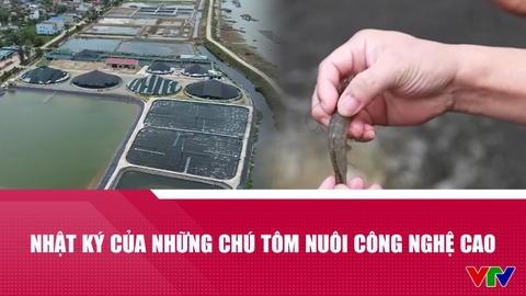 Nhật ký của những chú tôm nuôi công nghệ cao