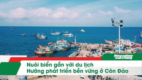Nuôi biển gắn với du lịch - Hướng phát triển bền vững ở Côn Đảo