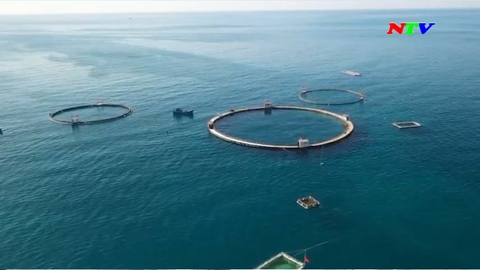 Ninh Thuận công bố quy hoạch 2.043 ha nuôi biển