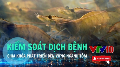 Ngành tôm tìm hướng đi mới trước áp lực môi trường | VTV10 - Đài Truyền hình Việt Nam