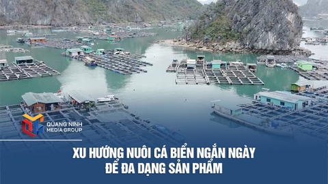 Xu hướng nuôi cá biển ngắn ngày để đa dạng sản phẩm